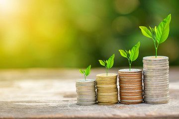 Tree growing on coins stack with sun ray for saving money concept