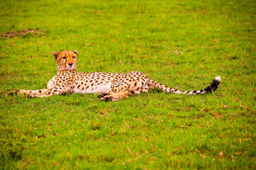 Portrait shots of cheetahs and cubs playing and lounging in Africa