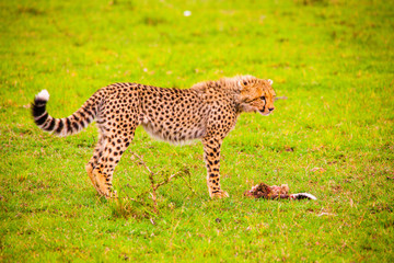 Portrait shots of cheetahs and cubs playing and lounging in Africa