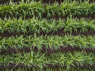Top view of Sugarcane field