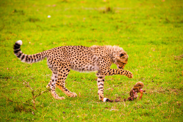 Portrait shots of cheetahs and cubs playing and lounging in Africa