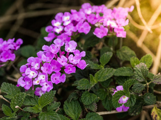 Beautiful flower in the garden with flare.