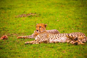 Portrait shots of cheetahs and cubs playing and lounging in Africa