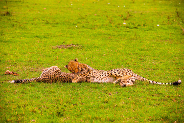 Fototapeta na wymiar Portrait shots of cheetahs and cubs playing and lounging in Africa