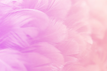 Fototapeta premium Pastel colored of chicken feathers in soft and blur style for the background