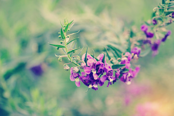 Beautiful purple flowers in the garden. Vintage tone