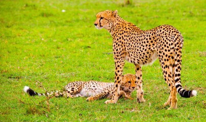 Portrait shots of cheetahs and cubs playing and lounging in Africa