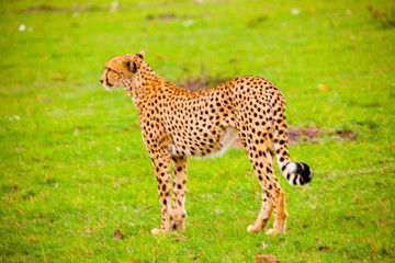 Portrait shots of cheetahs and cubs playing and lounging in Africa
