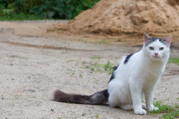 Photo of white and grey cat in the garden near big sand pile