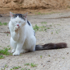 Photo of white and grey cat in the garden near big sand pile