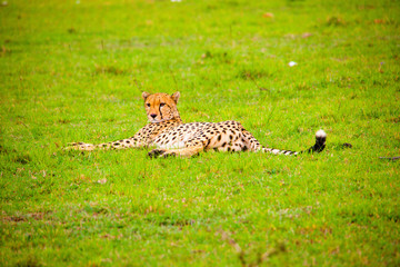 Portrait shots of cheetahs and cubs playing and lounging in Africa