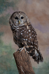 Full body shot of spotted owl perched on a branch looking into the camera
