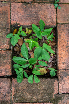 Tree in the pot