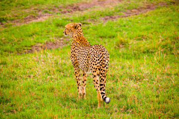 Portrait shots of cheetahs and cubs playing and lounging in Africa