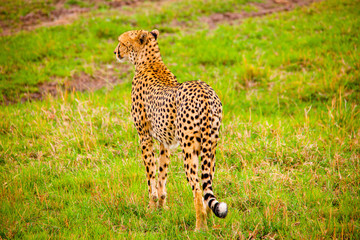Portrait shots of cheetahs and cubs playing and lounging in Africa