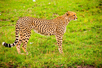 Portrait shots of cheetahs and cubs playing and lounging in Africa