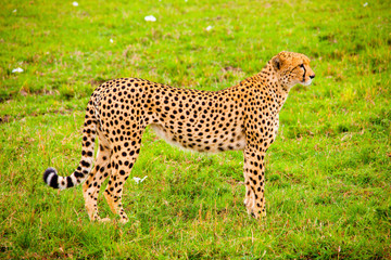 Portrait shots of cheetahs and cubs playing and lounging in Africa © Jared