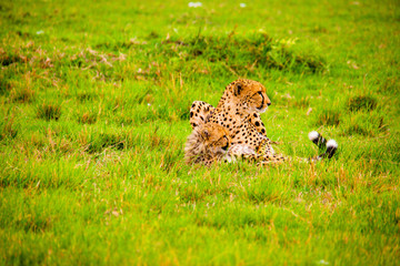 Portrait shots of cheetahs and cubs playing and lounging in Africa
