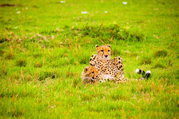 Portrait shots of cheetahs and cubs playing and lounging in Africa
