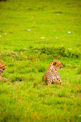 Portrait shots of cheetahs and cubs playing and lounging in Africa