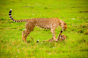 Portrait shots of cheetahs and cubs playing and lounging in Africa