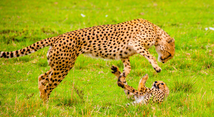 Portrait shots of cheetahs and cubs playing and lounging in Africa