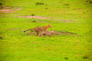 Portrait shots of cheetahs and cubs playing and lounging in Africa