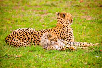 Portrait shots of cheetahs and cubs playing and resting in Africa grass