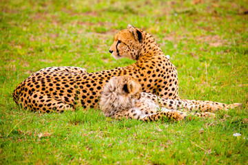 Portrait shots of cheetahs and cubs playing and resting in Africa grass