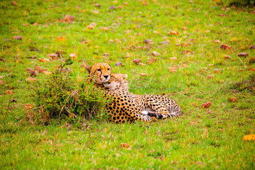 Portrait shots of cheetahs and cubs playing and resting in Africa grass