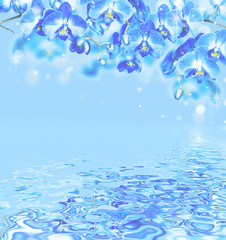 Frame of blue orchid with reflection in a water