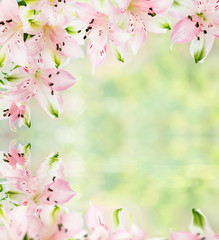 Frame of pink alstroemeria flowers with reflection in a water