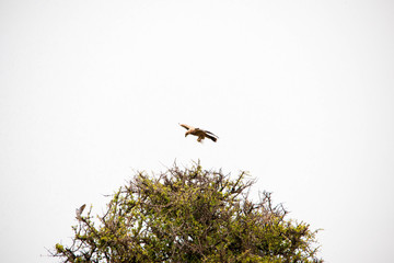 Portrait shots of different species of birds in Africa