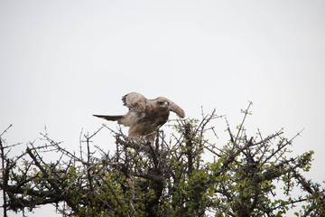 Portrait shots of different species of birds in Africa