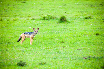 Portrait of a jackal eating a carcass in Africa