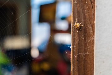 Common outdoor spider in Oregon - Cross orb weaver (Araneus diadematus) on the web.