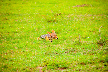 Portrait of a jackal eating a carcass in Africa