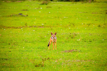 Portrait of a jackal eating a carcass in Africa