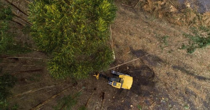 Vertical drone shot of timber cutting machine harvesting plantation in south-east Australia.