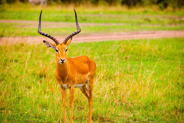 Portrait shots of antelope, wildebeest, kudu, impala, gazelle, hartebeest in Africa