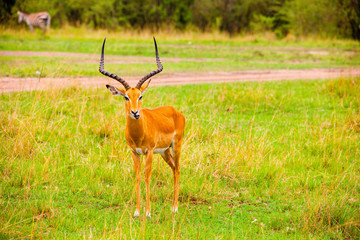 Portrait shots of antelope, wildebeest, kudu, impala, gazelle, hartebeest in Africa