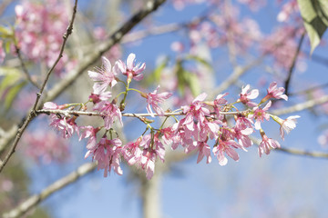 Cherry blossom