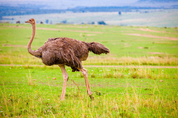 Portrait shots of an ostrich in Africa