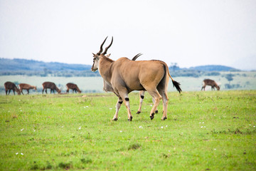 Naklejka na ściany i meble Portrait shots of antelope, wildebeest, kudu, impala, gazelle, hartebeest in Africa