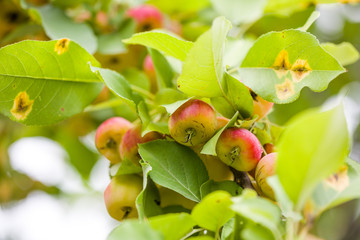 Begonia fruit, outdoor scenery, closeup