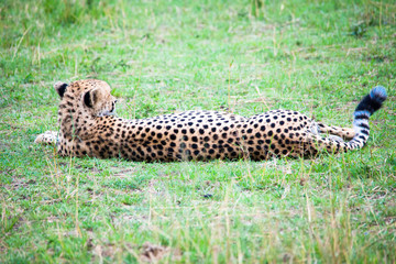 Portrait shots of cheetahs and cubs playing and resting in Africa grass