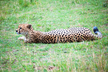 Portrait shots of cheetahs and cubs playing and resting in Africa grass