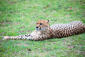 Portrait shots of cheetahs and cubs playing and resting in Africa grass
