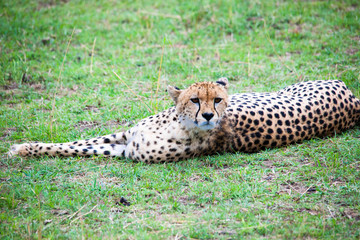 Portrait shots of cheetahs and cubs playing and resting in Africa grass