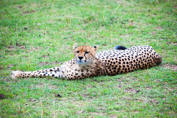 Fototapeta na wymiar Portrait shots of cheetahs and cubs playing and resting in Africa grass